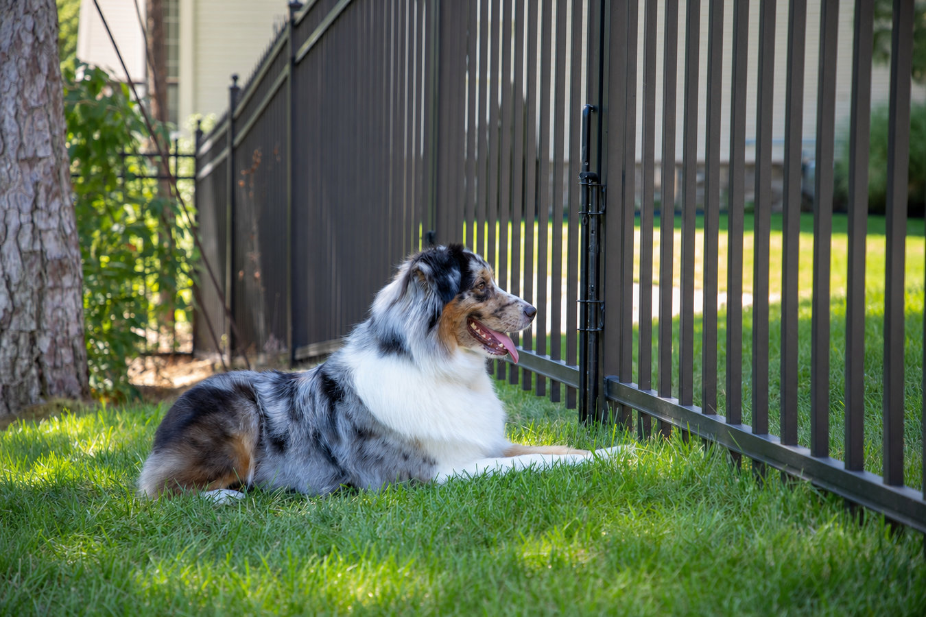 Pet and dog fencing